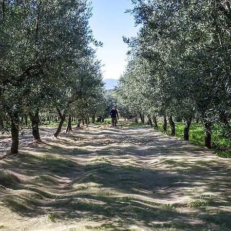 Azienda Agricola Palaia *
